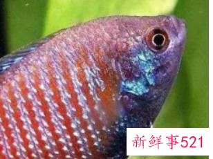 初学养鱼适合养什么鱼