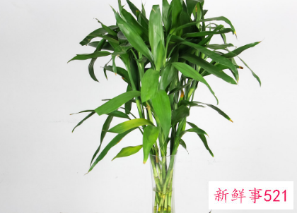 客厅寓意好的植物