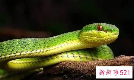 梦见蛇都有什么预兆