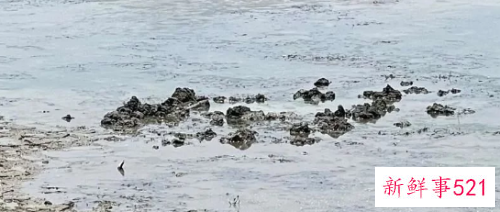 浙江不明物坠入鱼塘