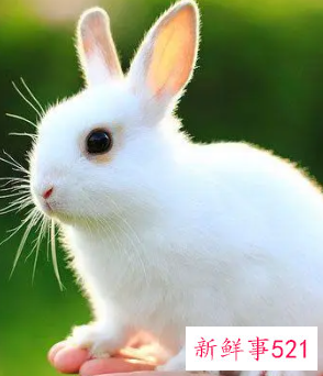 属兔的女人适合佩戴什么首饰