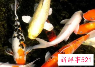 初学养鱼适合养什么鱼