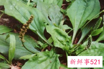 哪些人不宜喝车前草水