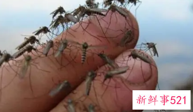 家里小蚊子很多怎么消灭