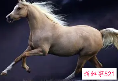 喜欢身体出轨的生肖女