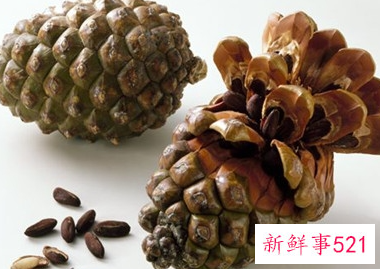 松果的花语是什么意思