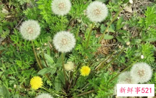 蒲公英根有什么样的功效