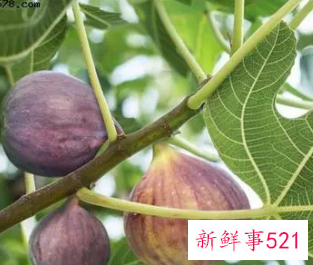 无花果树枝煮水的功效与药用价值