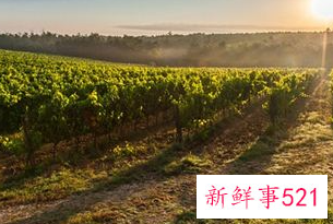 梦见农田什么意思