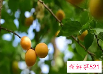 梦见满树的杏子