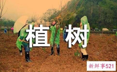 梦见植树预示什么