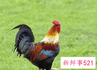 属鸡的幸运花和旺财花