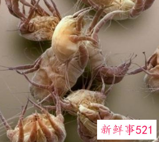 人体皮肤常见寄生虫