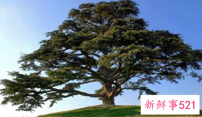 梦见几棵很高大的树