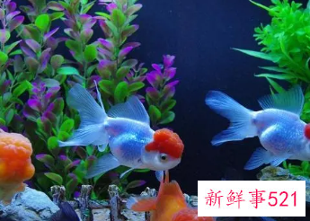 家里养鱼养几条好关于风水