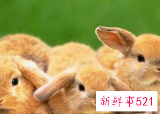 属兔的人网名怎么起的好