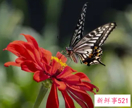 女人梦见黑色大蜘蛛