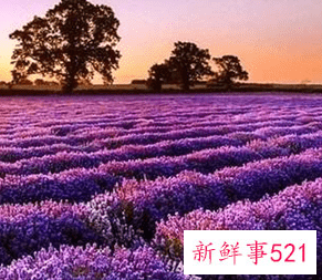 熏衣草的作用与功效有哪些