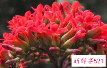 什么植物寓意安心