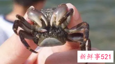 梦见水塘里抓螃蟹的周公解梦