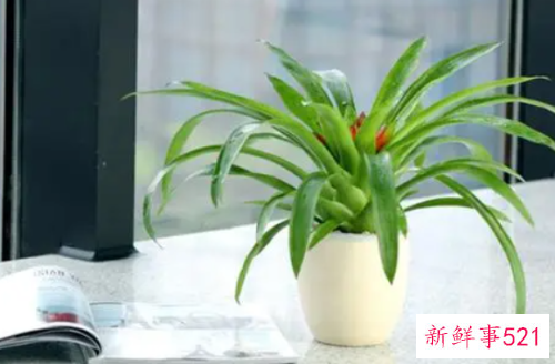 办公室养什么植物好