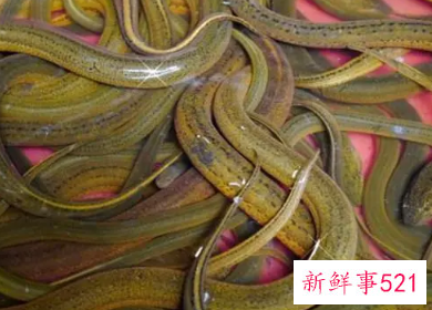 黄鳝的功效与作用