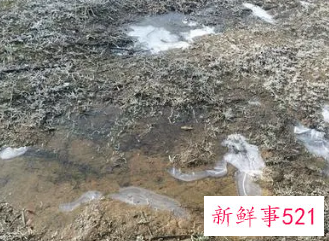 梦见山上有水坑