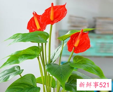 客厅寓意好的植物