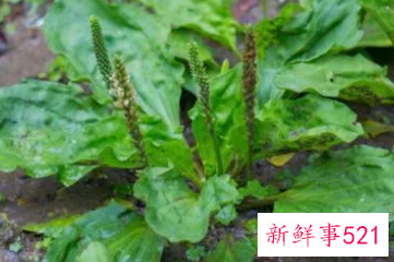 哪些人不宜喝车前草水