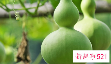 吃西葫芦的好处有哪些