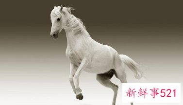 梦见马入房间是什么预兆