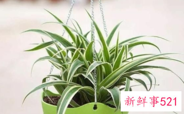 吊兰放客厅风水好吗