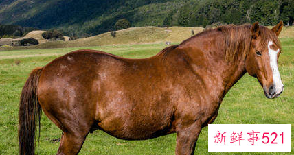 9月属马的人命好吗