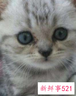 幼猫怎么确定猫认主人了