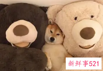 幽默网名女大全