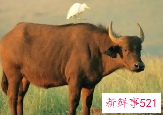 属牛人一生佩戴什么好