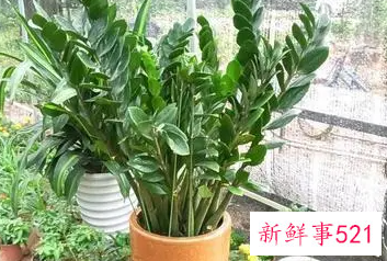 什么植物寓意安心