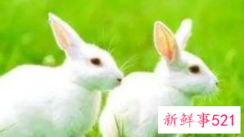 属兔的人网名怎么起的好