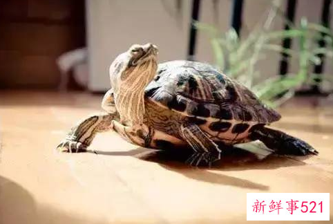 养乌龟到底是聚财还是破财