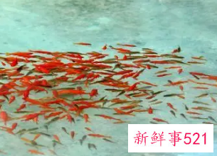 梦见放生金鱼好不好