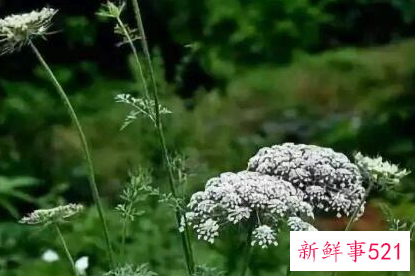 世界上最毒的生物