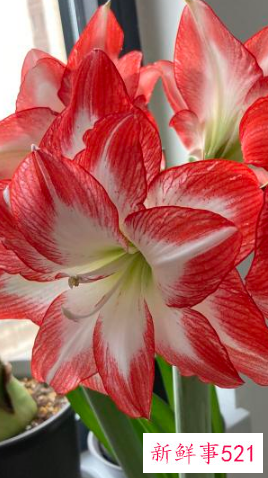 7种象征吉祥好运的花