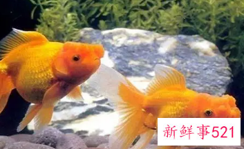 家里养鱼养几条好关于风水