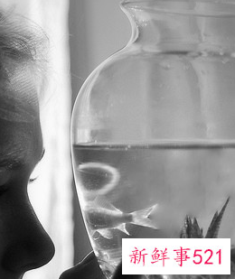 梦见蚕豆有什么意思