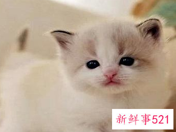 幼猫驱虫时间及注意事项