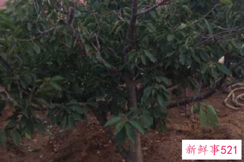 冬季鸡粪如何堆肥发酵