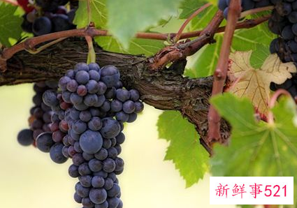 梦见摘葡萄什么征兆