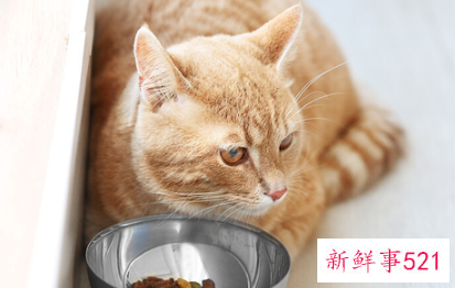 养宠物猫有什么好处