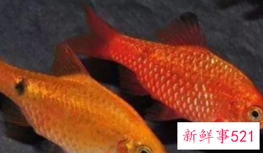 初学养鱼适合养什么鱼