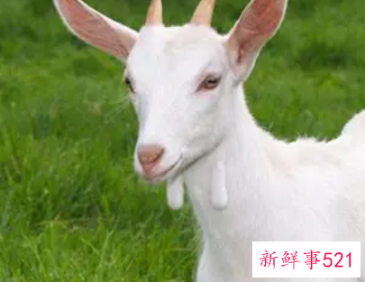 生肖羊养什么动物好